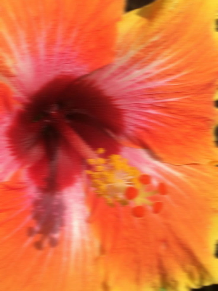 DRENCHD Palm Springs Hibiscus in use